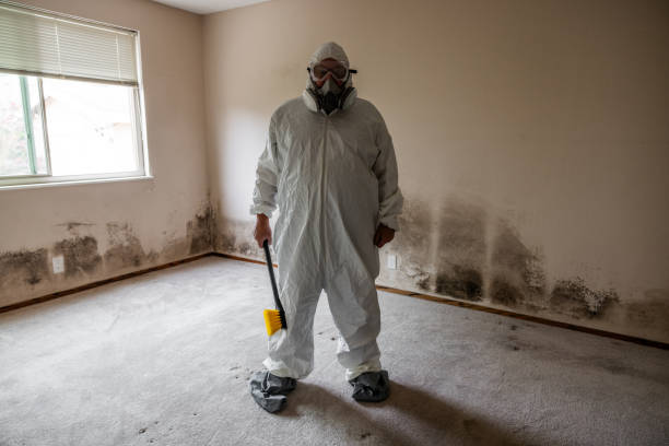 Best Attic Mold Removal  in Brighton, CO
